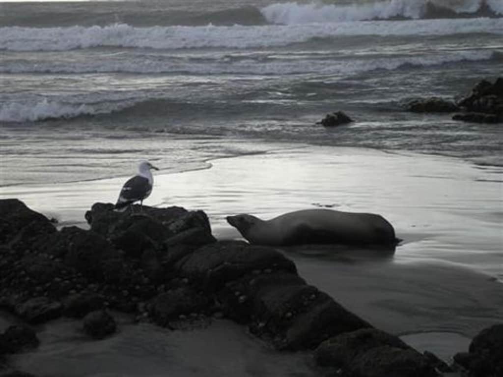 'Luxury Oceanfront Penthouse With Pools, Jacuzzis And Spectacular Ocean Views' Leilighet Rosarito Eksteriør bilde